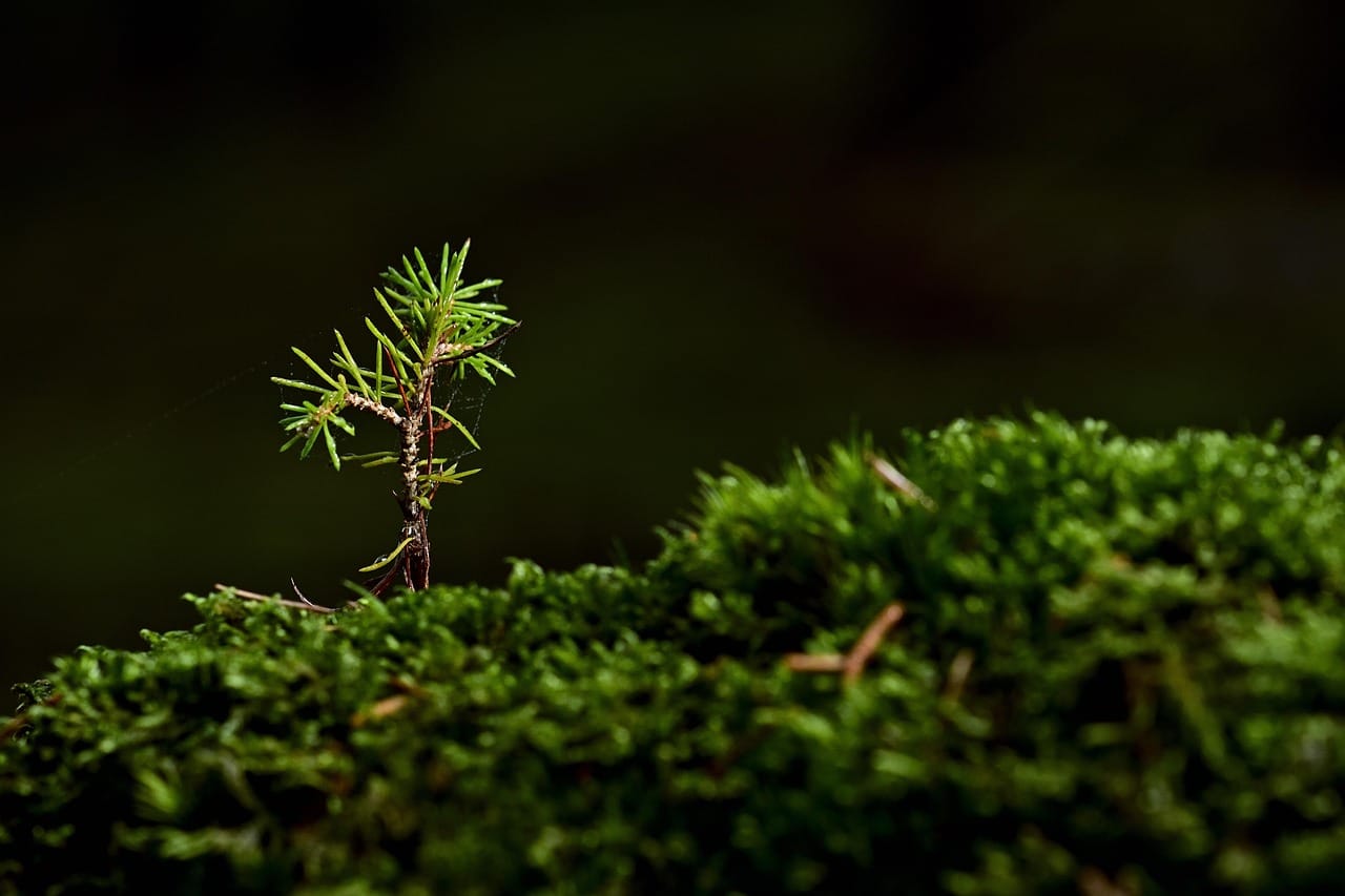 芽を出した小さな植物